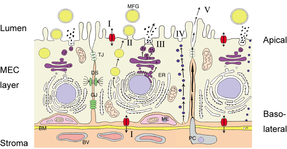 Figure 1: Secretory routes in mammary epithelial cells