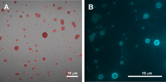 Figure 3: Characterization of paraformaldehyde fixed milk fat globules (MFG) by confocal laser scanning. Fig A: fluorescent staining of the core triglycerides in MFG by oil red O dye (red). Fig. B: staining of cholesterol in the MFG membrane by filipin (blue). (Unpublished data)