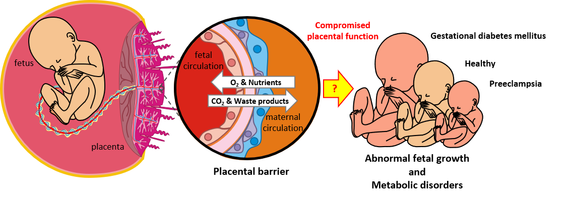 placental membrane transporters