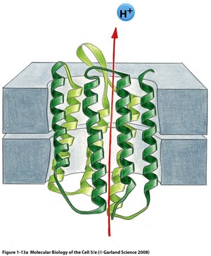 Molecular Biology of the cell