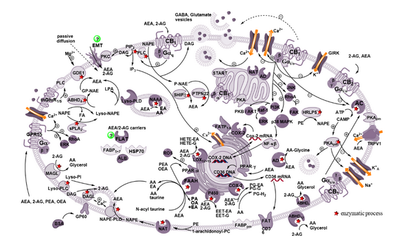 enzymatic process