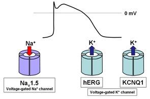 Schematic presentation