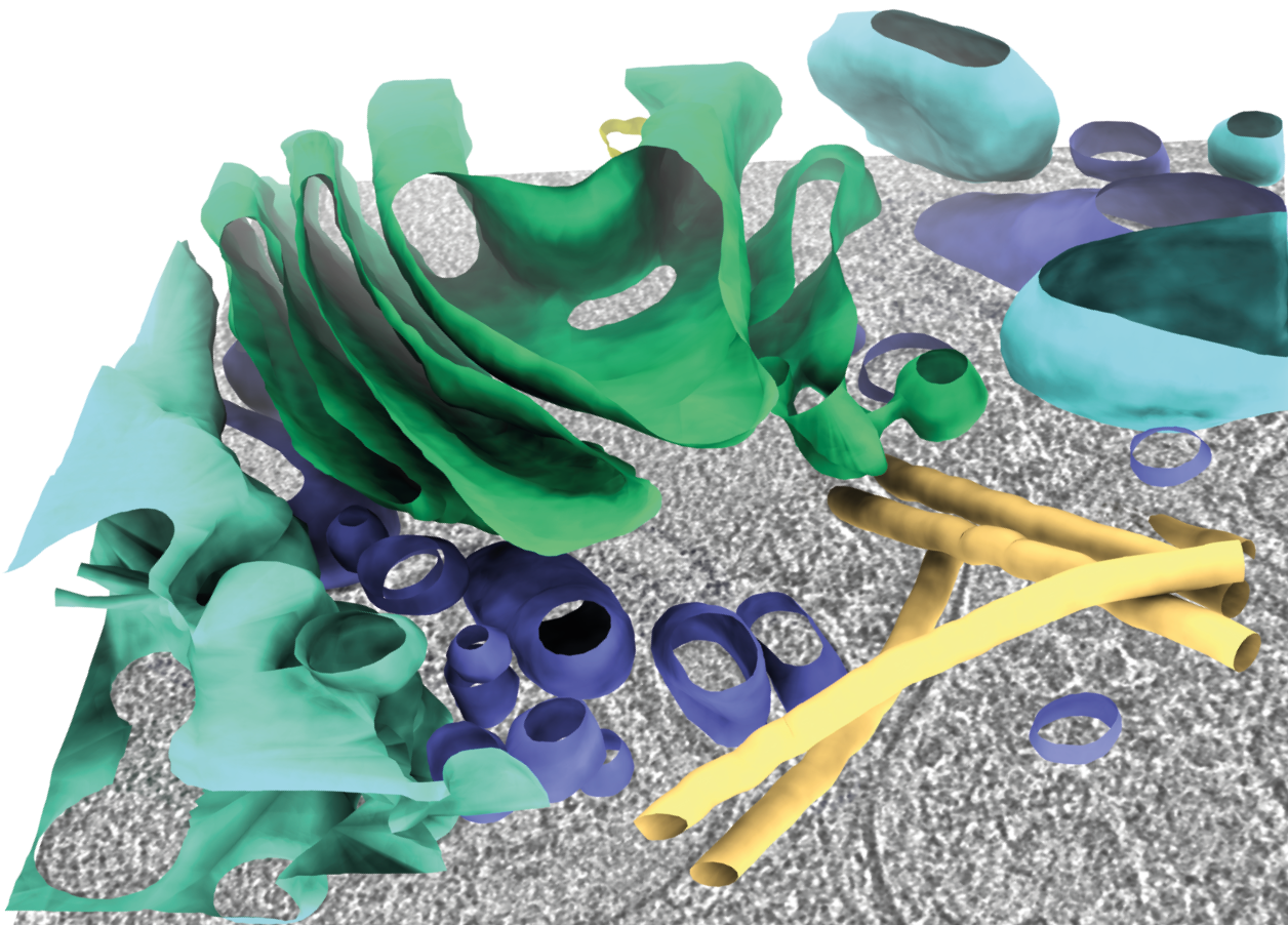 membrane architecture